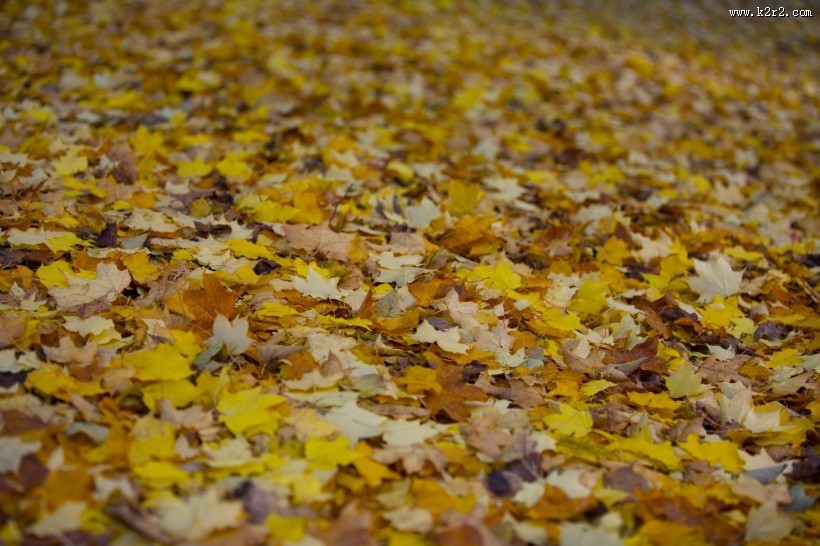 秋天落叶风景图片