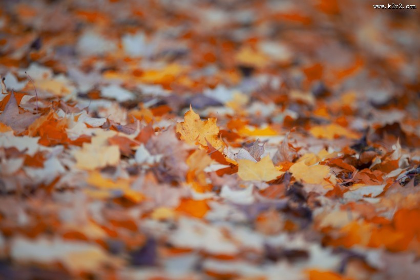 秋天落叶风景图片