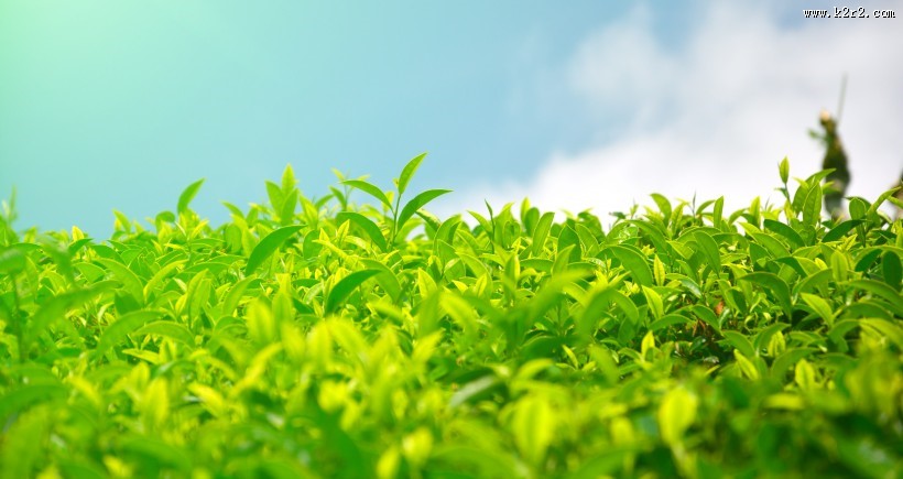 丘陵茶园景色图片