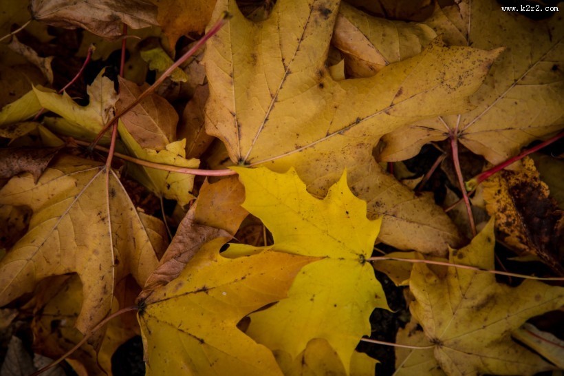 秋季落叶风景图片
