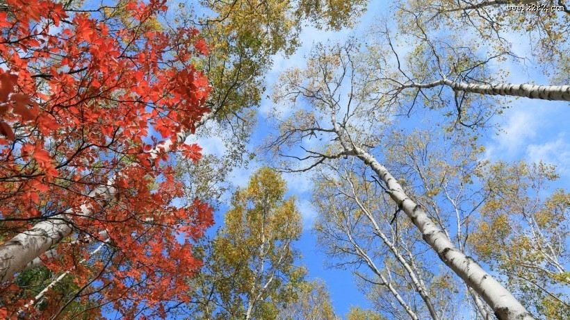 秋季唯美风景图片大全 秋天枫叶图片