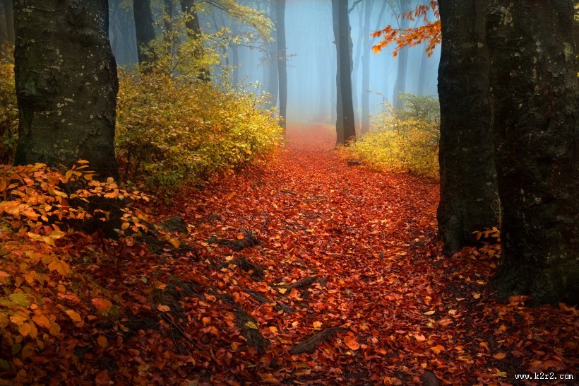 树林迷雾景色图片大全