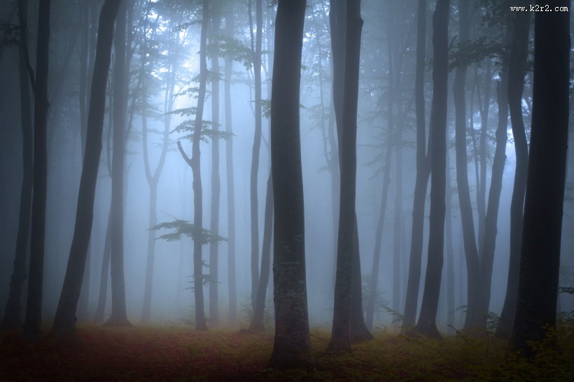 树林迷雾景色图片大全