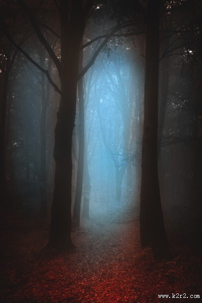树林迷雾景色图片大全
