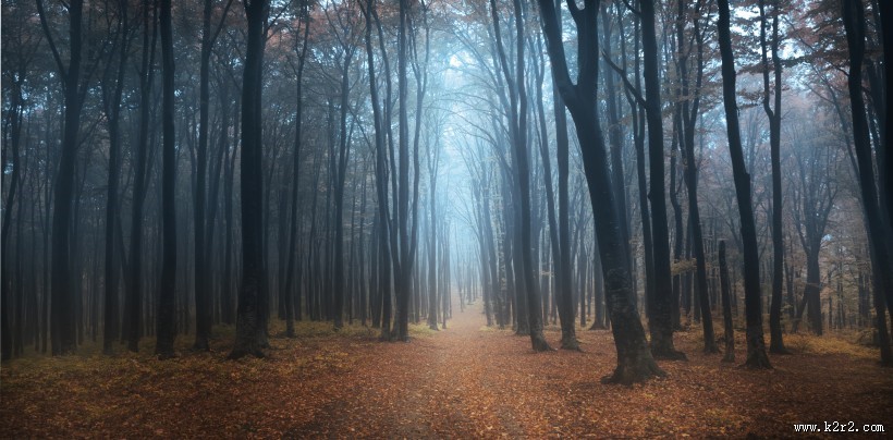 树林迷雾景色图片大全