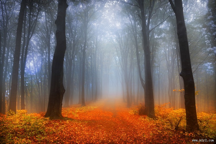 树林迷雾景色图片大全