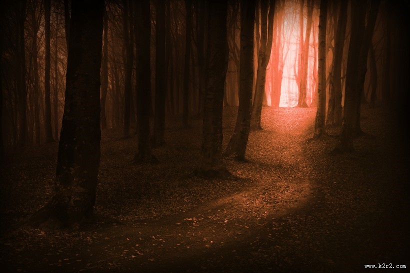 树林迷雾景色图片大全