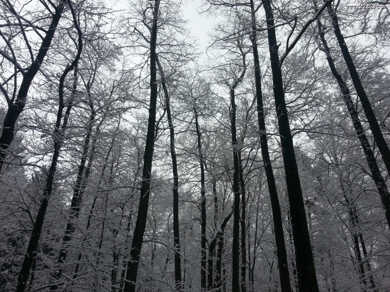 雪中的枝桠图片大全