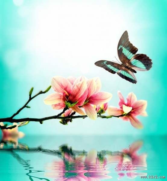 唯美花朵与蝴蝶图片