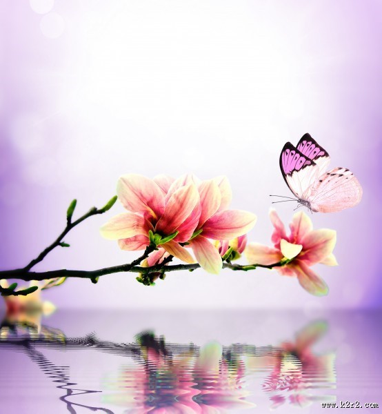 唯美花朵与蝴蝶图片