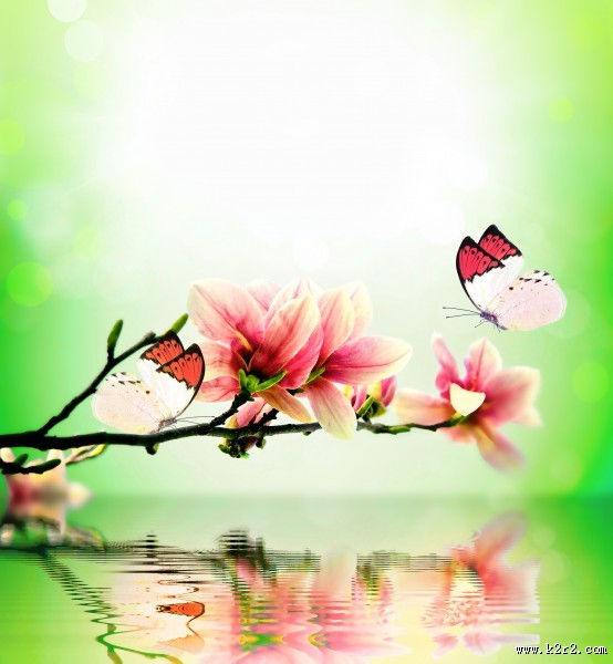 唯美花朵与蝴蝶图片
