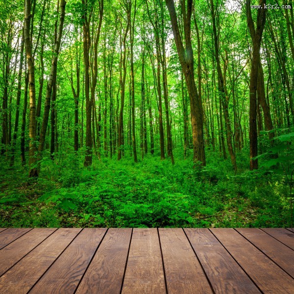 树林木板小道景色图片