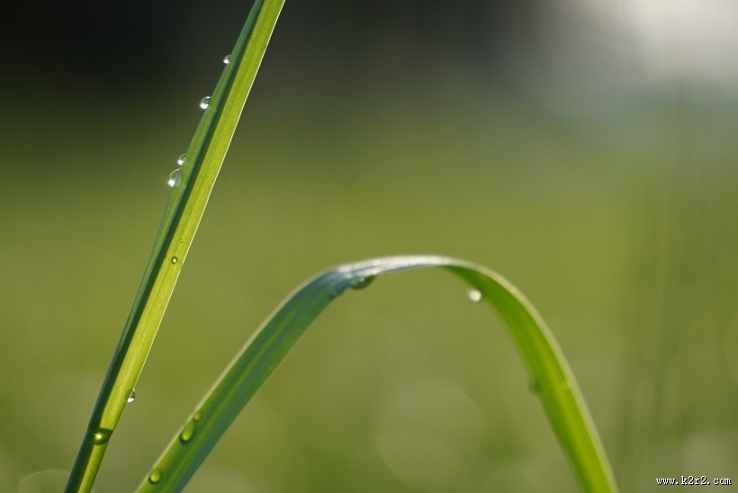 露水小草图片