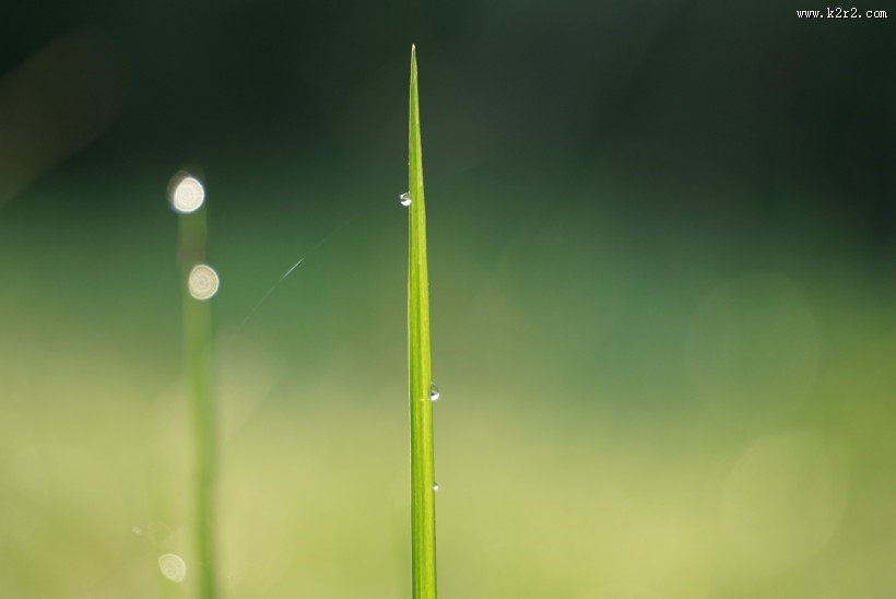 露水小草图片