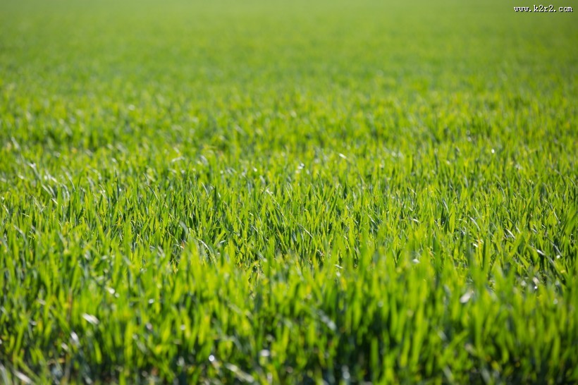 绿草地图片