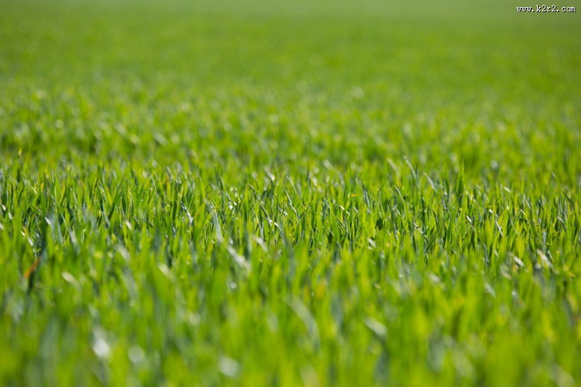 绿草地图片