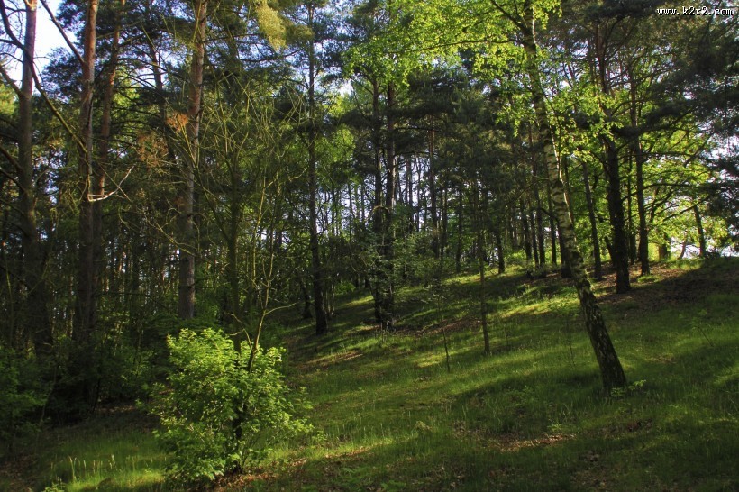 幽静的树林风景图片