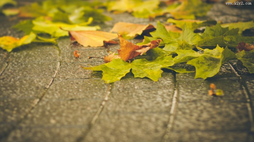 唯美秋天落叶风景图片