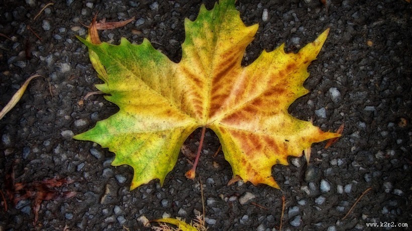 唯美秋天落叶风景图片