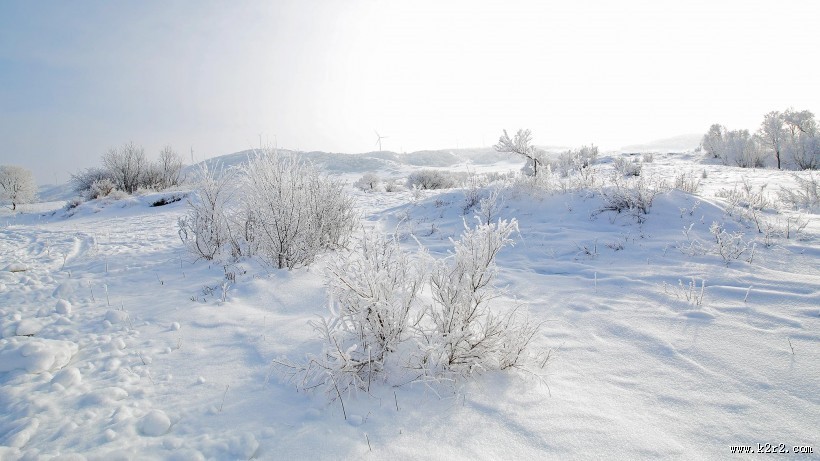坝上草原冬景雾凇图片