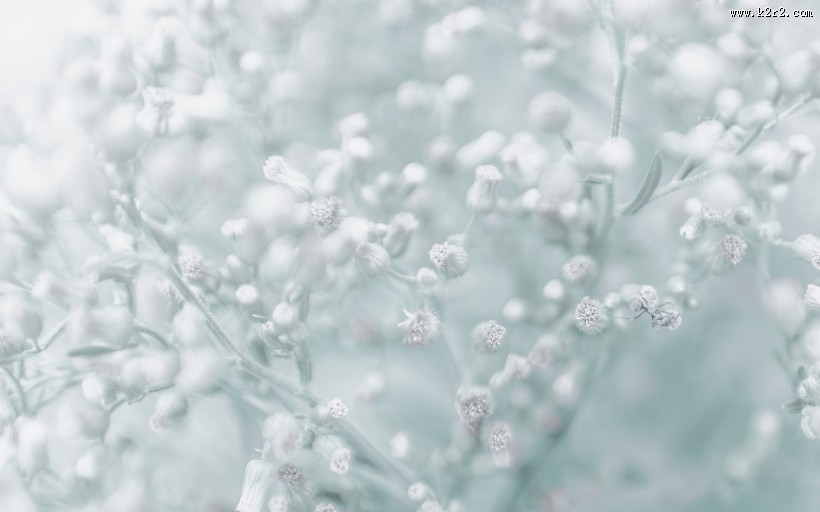 冬日唯美雪景图片