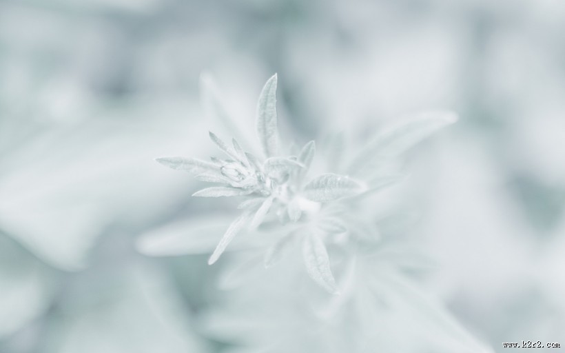 冬日唯美雪景图片