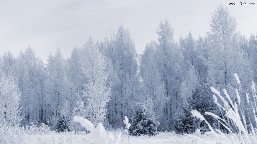 白雪皑皑的景色图片大全