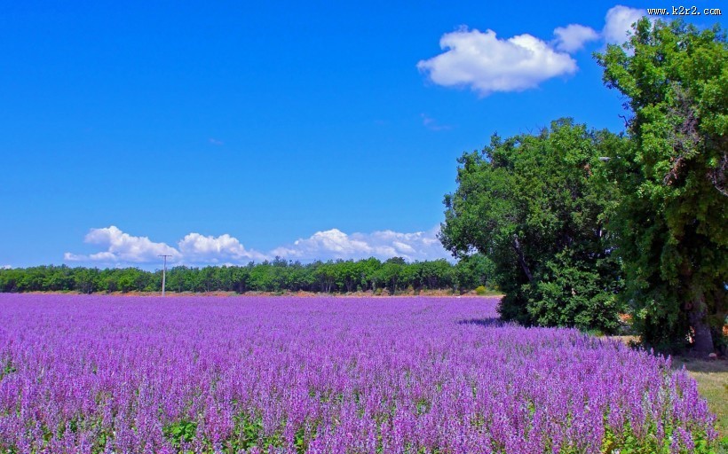 紫色薰衣草风景图片