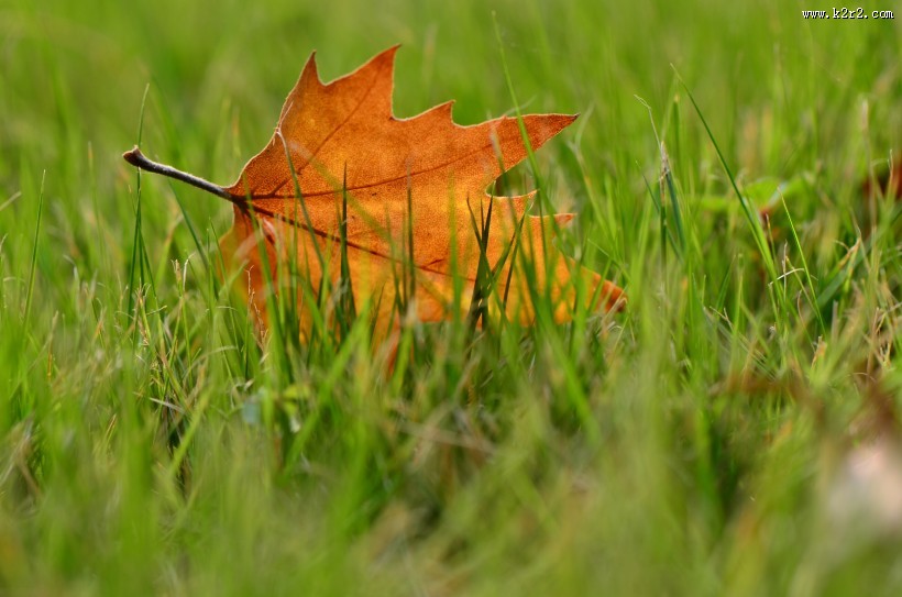 一叶知秋图片大全