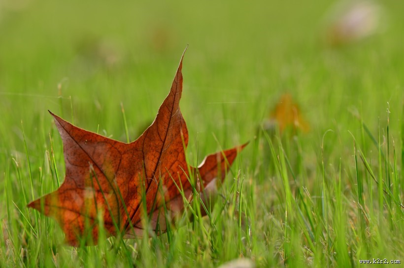 一叶知秋图片大全