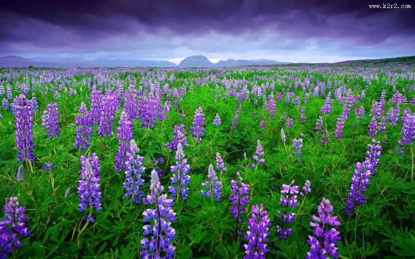 薰衣草庄园风景图片