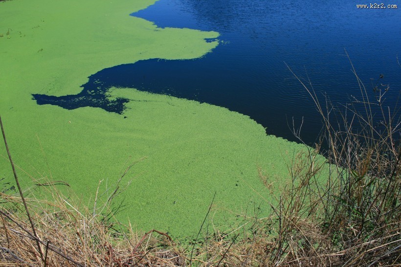 长水藻的水面图片