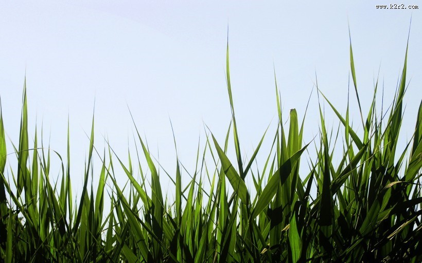 绿意盎然的青草丛图片
