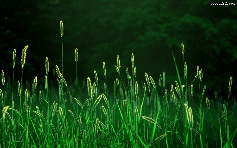 绿意盎然的青草丛图片