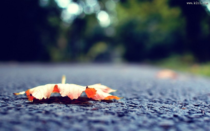 唯美落叶特写图片