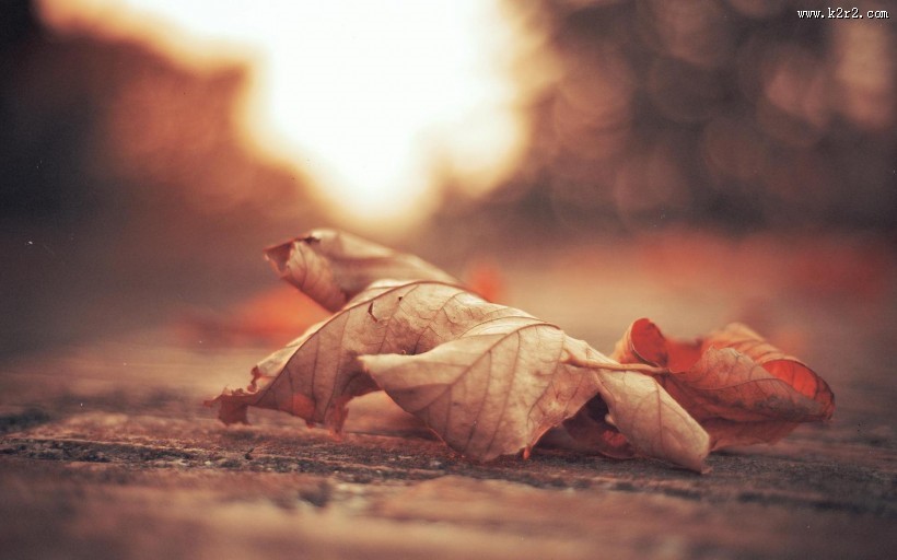 唯美落叶特写图片