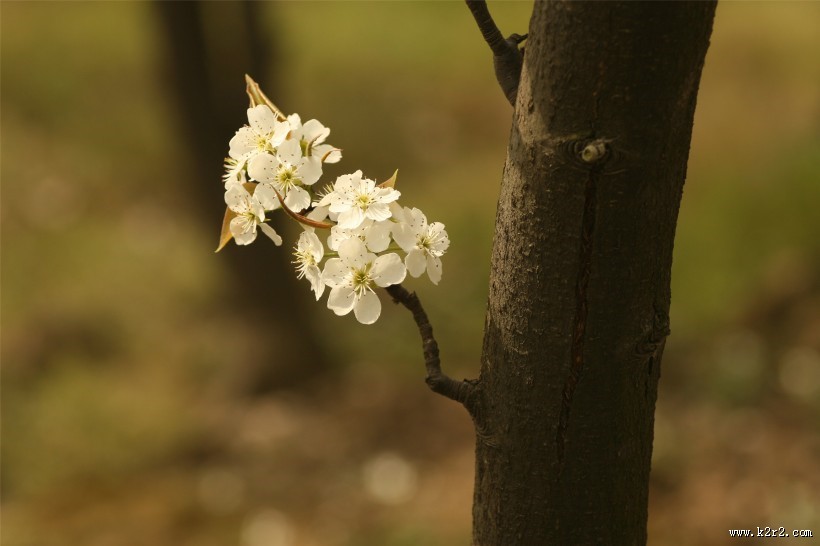 阳光下的树林图片