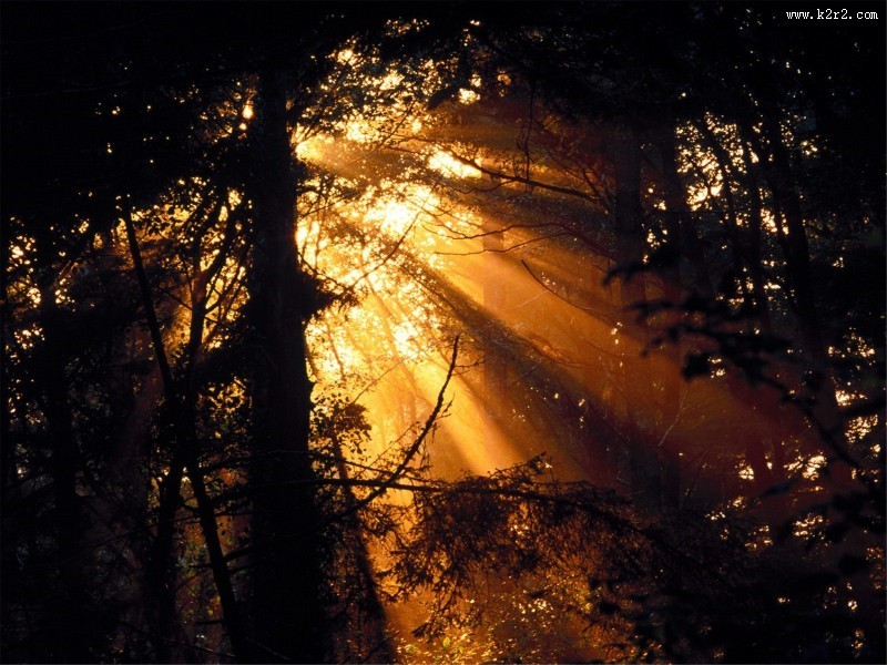 阳光下的树林图片