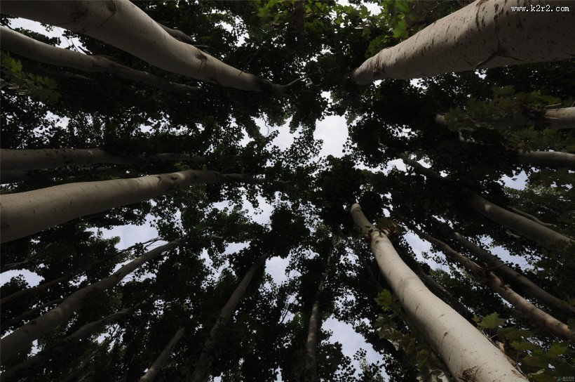 阳光下的树林图片