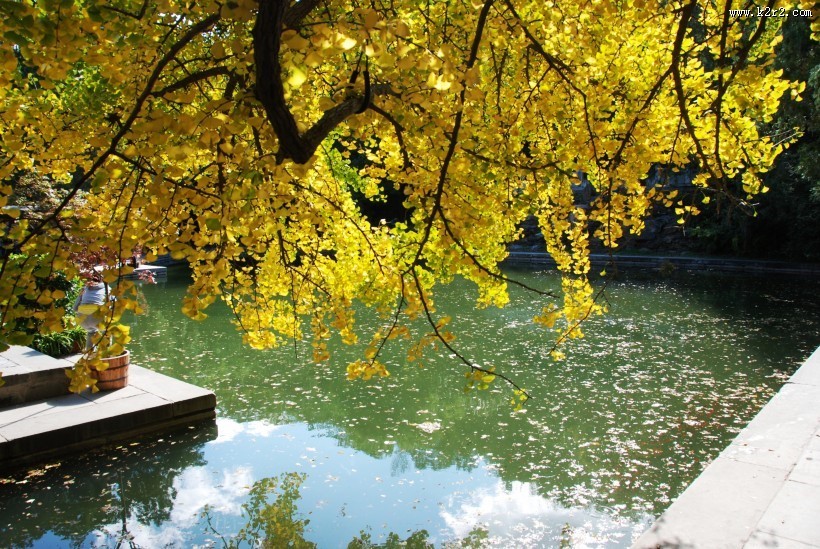 金黄色秋天风景图片
