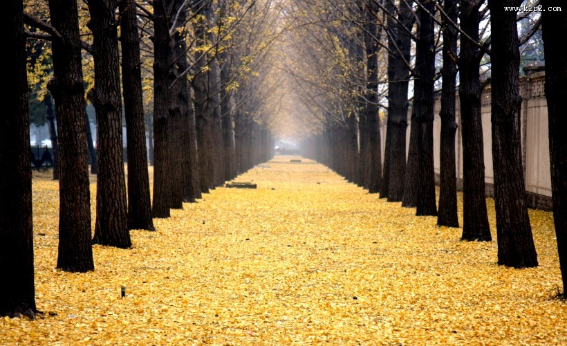 金黄色秋天风景图片