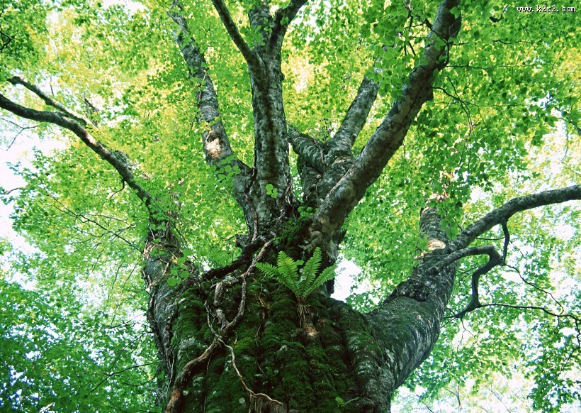 绿色树荫图片