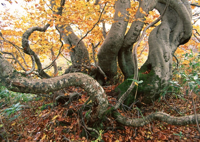 秋天的森林图片