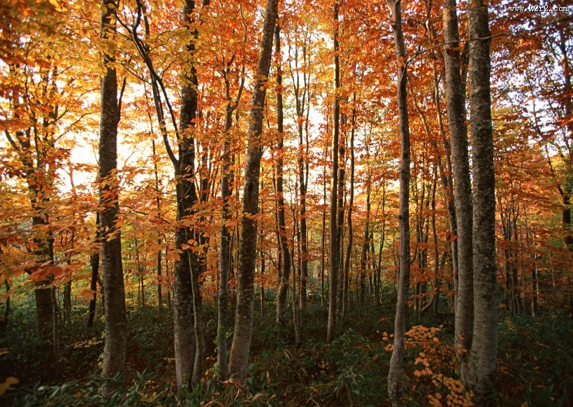 秋天的森林图片