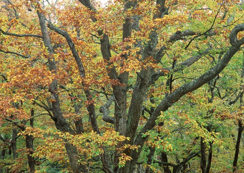 秋天的森林图片