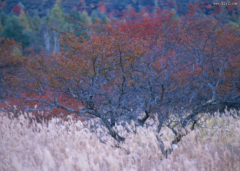 秋季红叶和湖水图片