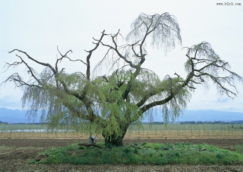 春季风景如画图片