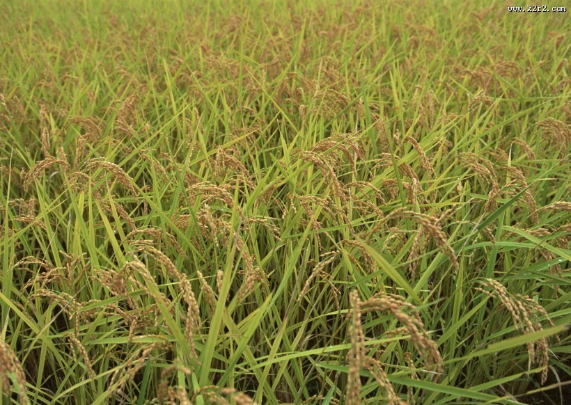 秋季稻田图片