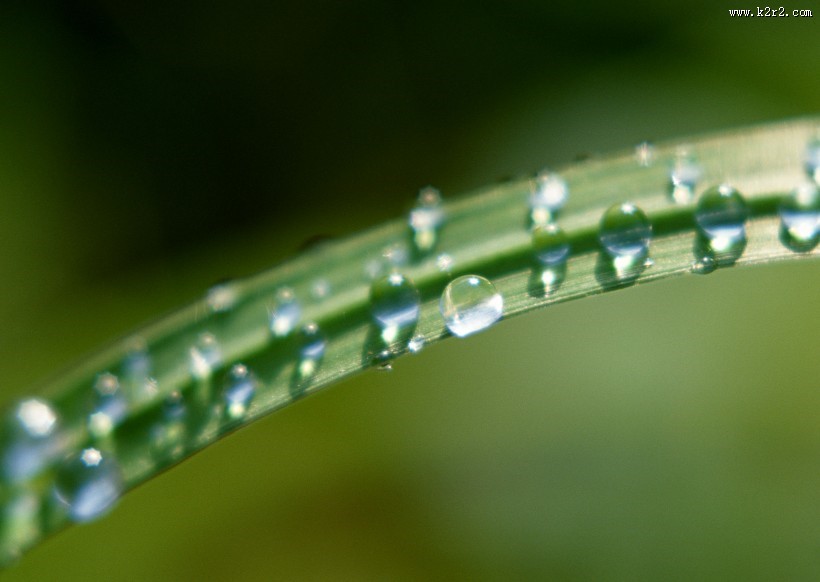 植物上的露珠图片大全