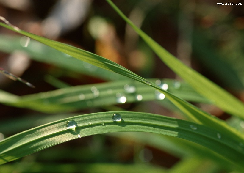 植物上的露珠图片大全